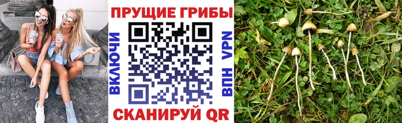 Галлюциногенные грибы Psilocybine cubensis  Городовиковск 